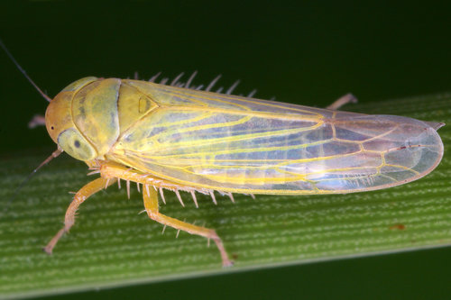 Sulfur Leafhopper