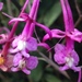 Epidendrum porphyreum - Photo (c) catasantos, todos los derechos reservados
