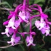Epidendrum porphyreum - Photo (c) catasantos, all rights reserved