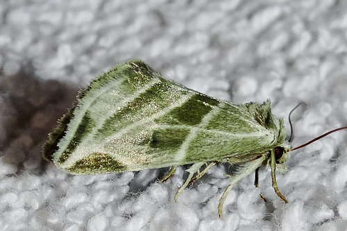 Plagiomimicus tepperi Morrison, 1875