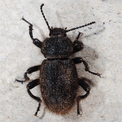 Woolly Darkling Beetle