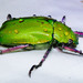 Beyer's Jewel Scarab - Photo (c) BJ Stacey, all rights reserved