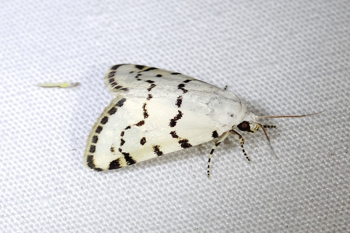 Grotella binda Barnes, 1907