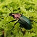 Carabus deyrolei - Photo (c) Iván Orois, all rights reserved, uploaded by Iván Orois