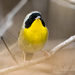 Common Yellowthroat - Photo (c) William Wise, all rights reserved, uploaded by William Wise