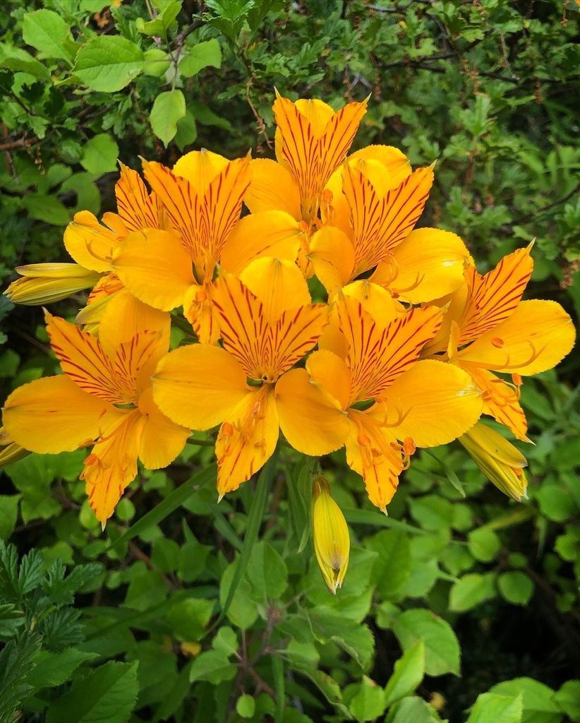 Amancay (Alstroemeria aurea) · NaturaLista Colombia