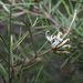 Grevillea parviflora supplicans - Photo (c) Shawn Ryan, all rights reserved, uploaded by Shawn Ryan