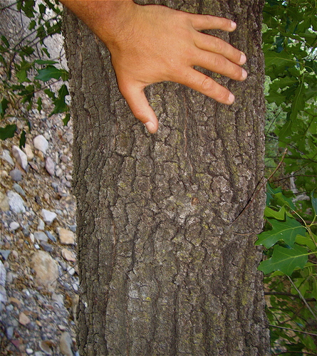 Chisos Red Oak