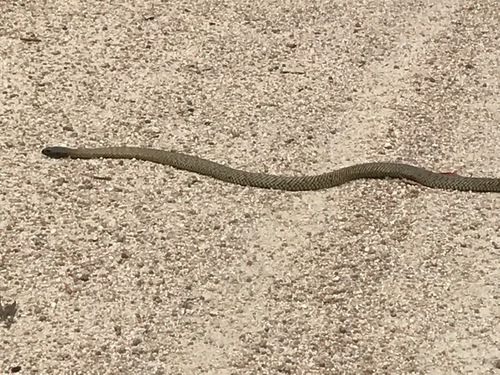 Blue-bellied Black Snake sighting