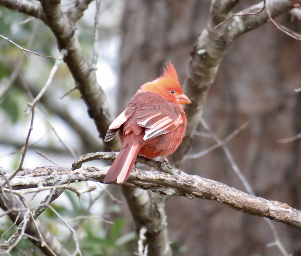 Northern Cardinal from St, Madisonville, LA, US on January 12