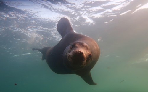 Steller Sea Lion