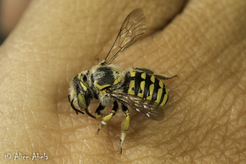 Edwards' wool carder bee