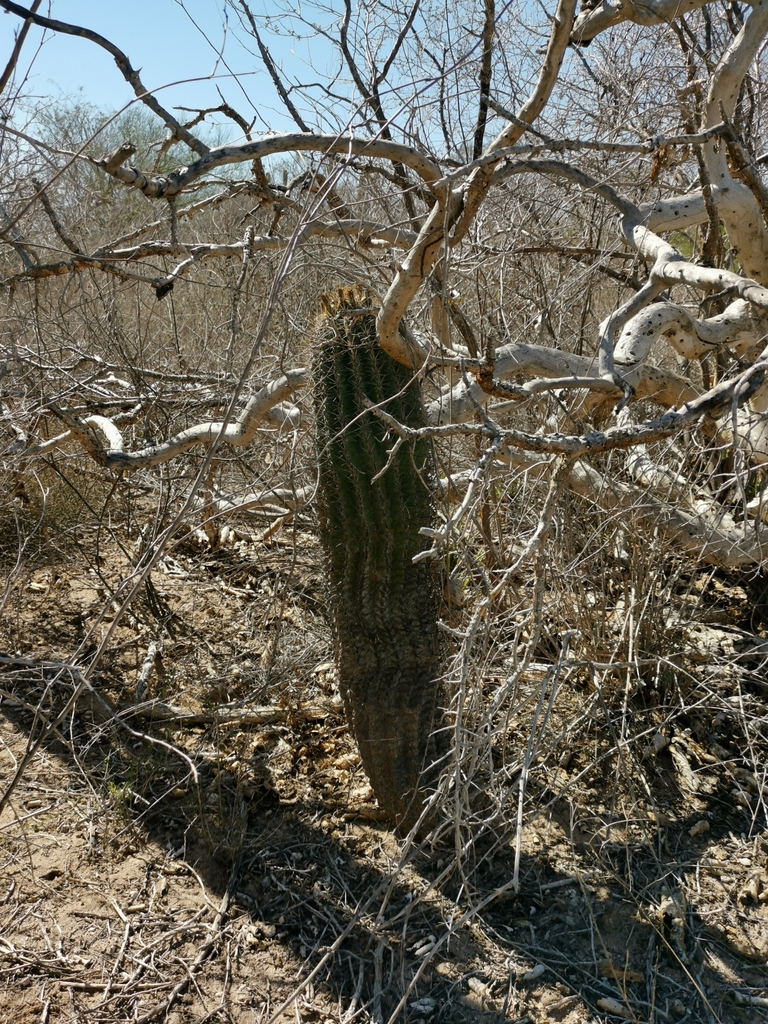 Ferocactus townsendianus in January 2021 by Carlos Lim · iNaturalist