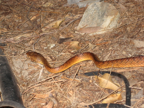 Brown Tree Snake sighting