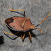 Poecilometis macromaculatus - Photo (c) john lenagan, all rights reserved, uploaded by john lenagan
