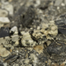 Trimerotropis albescens - Photo (c) Alice Abela, todos os direitos reservados