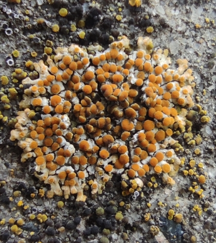 Calogaya pusilla (A.Massal.) Arup, Frödén & Søchting