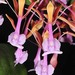 Epidendrum capricornu - Photo (c) Eerika Schulz, todos los derechos reservados