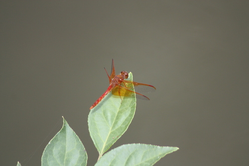 Sympetrum croceolum