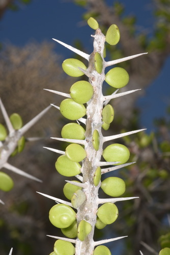 Alluaudia comosa
