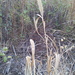 Setaria viridis viridis - Photo (c) Lisa Boudreaux, όλα τα δικαιώματα διατηρούνται, uploaded by Lisa Boudreaux