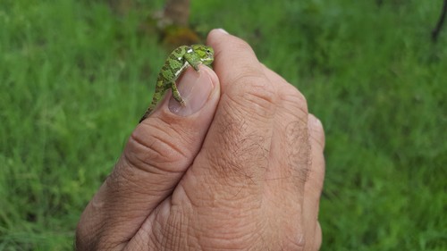 Flap-necked Chameleon