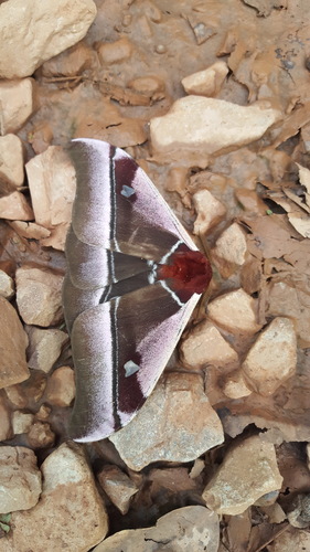 Cabbage Tree Emperor