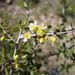 Prunus havardii - Photo (c) Jeff Stauffer, todos los derechos reservados, subido por Jeff Stauffer