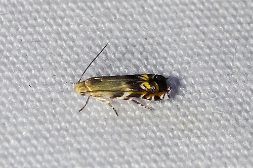 Calliprora sexstrigella (Chambers, 1874)