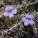 Leucophyllum minus - Photo (c) Jeff Stauffer, כל הזכויות שמורות, הועלה על ידי Jeff Stauffer