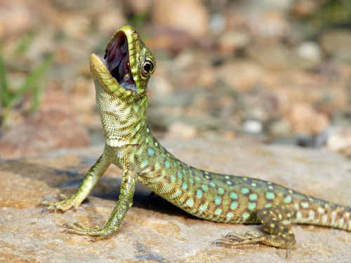 Ocellated Lizard