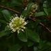 Hymenodictyon parvifolium - Photo (c) Warren McCleland, todos los derechos reservados, subido por Warren McCleland