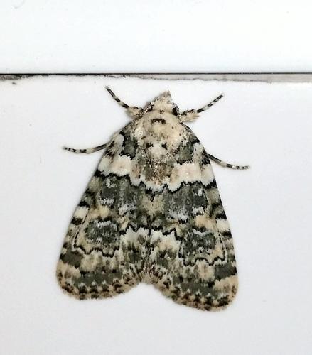 Marbled Beauty