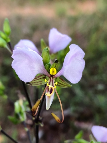 Aneilema hockii
