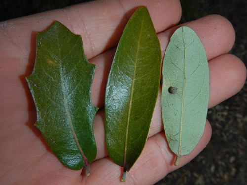 Texas live oak