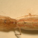 Tetragnatha pallescens - Photo (c) cheins1, all rights reserved, uploaded by cheins1