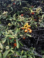 Image of Pyracantha angustifolia