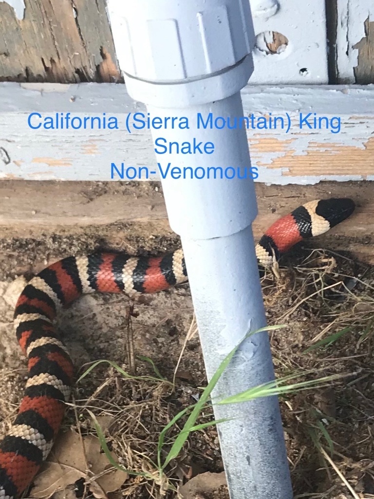 California Mountain Kingsnake In June 2019 By Tyler Morgan INaturalist   Large 