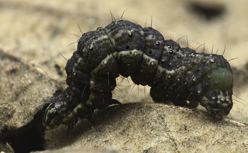 Dewick's Plusia