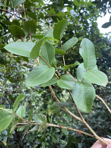 Eugenia stewardsonii