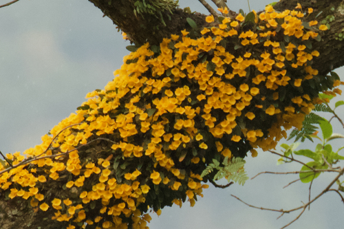 Dendrobium jenkinsii