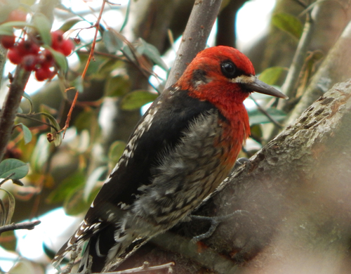 Red-breasted Sapsucker