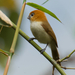 Pale-billed Parrotbill - Photo (c) Rand Rudland, all rights reserved, uploaded by Rand Rudland