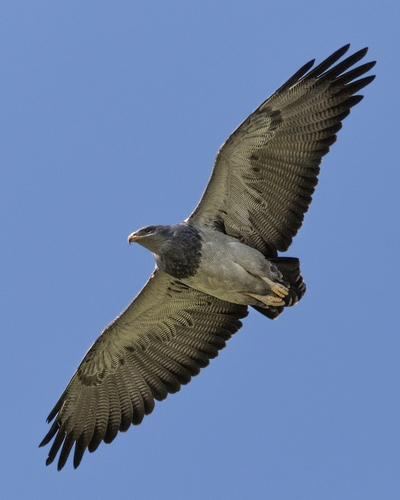 Águila Mora (Geranoaetus melanoleucus) · ArgentiNat