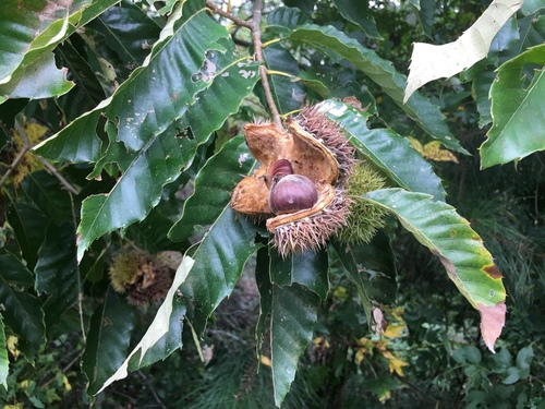 Chinese chestnut