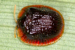 Image of Spaethiella circumdata