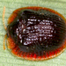 Spaethiella circumdata - Photo (c) gernotkunz, todos los derechos reservados
