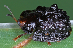 Image of Parorectis rugosa