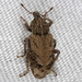 Vegetable Weevil - Photo (c) Gary McDonald, all rights reserved, uploaded by Gary McDonald