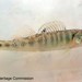 River Darter - Photo (c) Dustin Lynch, all rights reserved, uploaded by Dustin Lynch